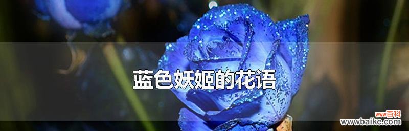 揭秘美丽花卉背后的传说与意义，欣赏蓝色妖姬的优美图片 探寻蓝色妖姬的花语与美丽图片