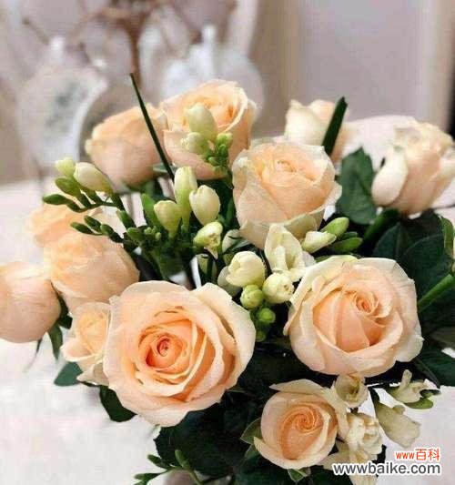 探究香槟玫瑰的象征意义，深入了解其背后的文化内涵 香槟玫瑰的花语及其意义解析