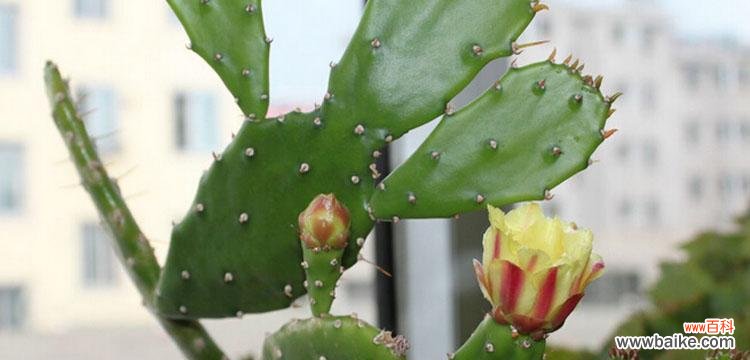 解读仙人掌花的八种花语，让你对它更加了解 探秘仙人掌花的花语
