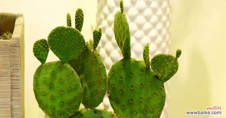 解读仙人掌花的八种花语，让你对它更加了解 探秘仙人掌花的花语