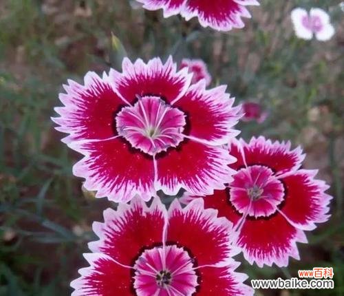 揭开石竹花的神秘面纱 石竹花的意义与价值