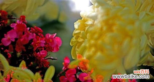 探究菊花的文化涵义及象征意义 菊花花语