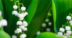 颂扬纯洁与优雅 铃兰花的寓意及象征意义