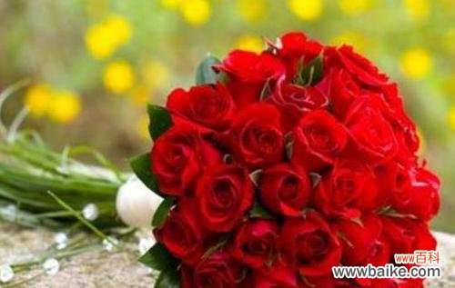 探索玫瑰花象征的丰富内涵 玫瑰花的深刻含义