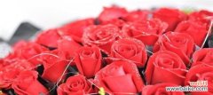 探秘玫瑰的深意 玫瑰