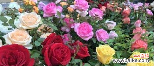 探索玫瑰花的花语世界 玫瑰花的花语揭示不同色彩的含义