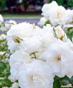 白色纹身中的白玫瑰有何含义？