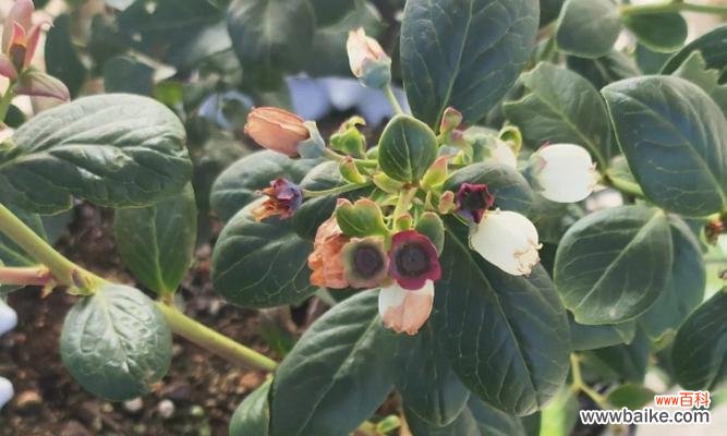 盆栽蓝莓花语怎么写好看？