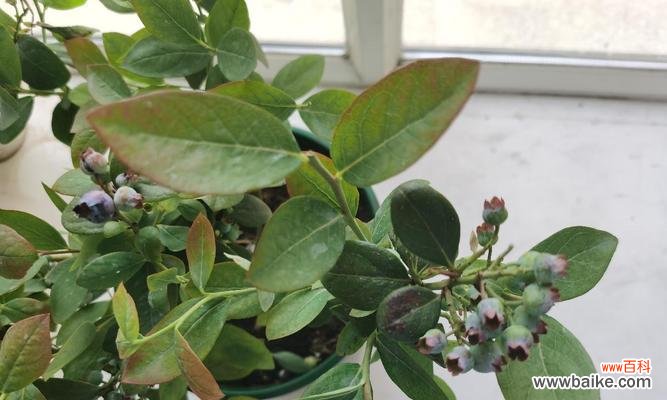 盆栽蓝莓花语怎么写好看？