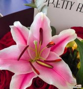 百合花的隐晦含义是什么？它通常暗示着什么？