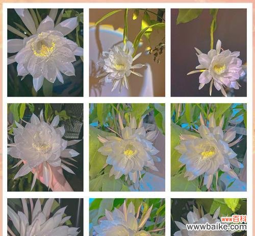 昙花的花语有哪些？昙花的短暂美丽传递了什么信息？