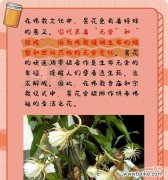 昙花的花语有哪些？昙花的短暂美丽传递了什么信息？