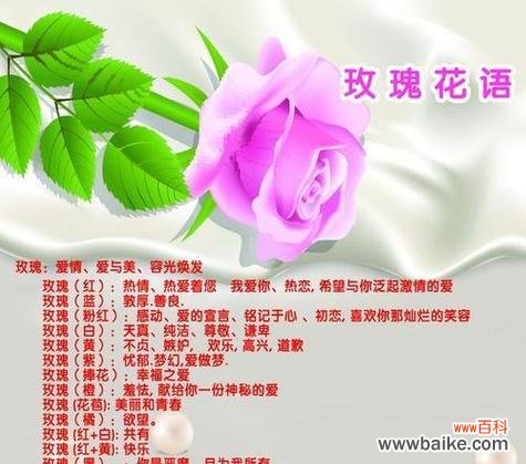 淡蓝玫瑰的花语是什么？它传递了怎样的情感信息？