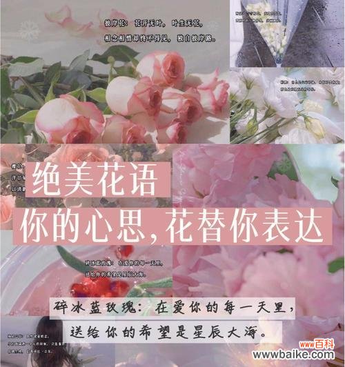 淡蓝玫瑰的花语是什么？它传递了怎样的情感信息？