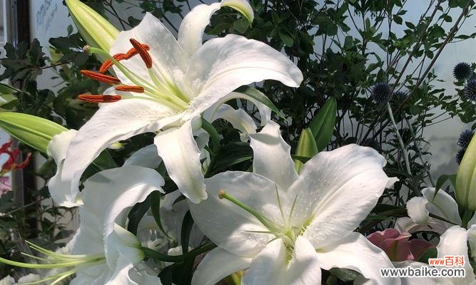 百合永恒的爱花语代表什么？如何表达深情？