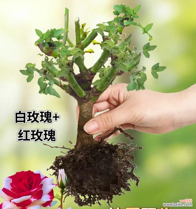 簪花玫瑰的寓意是什么？它传递了哪些信息？