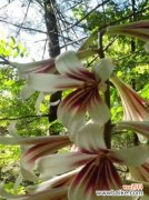 百合花盛开在清秋院中象征着什么？