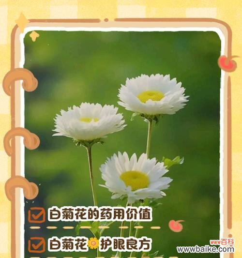 白菊花的花语代表什么?