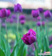 紫色郁金香花语是什么？紫色郁金香代表了什么？