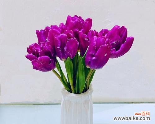 紫色郁金香花语是什么?紫色郁金香代表了什么?