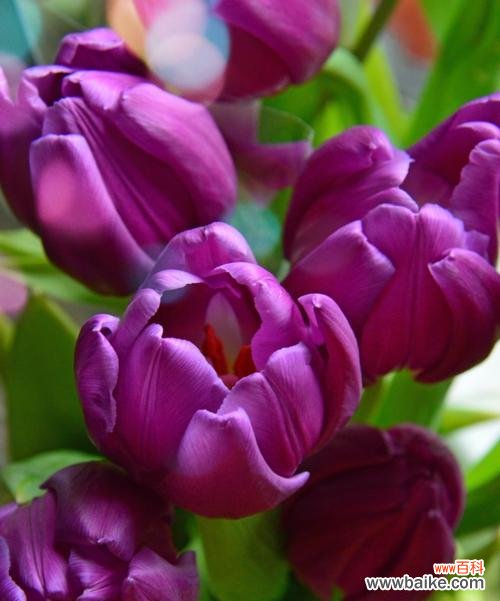 紫色郁金香花语是什么?紫色郁金香代表了什么?