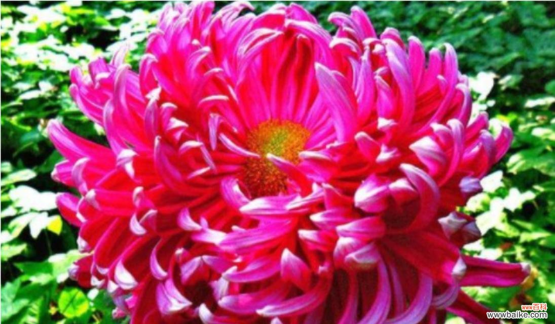 深度探究菊花代表的文化内涵及传统含义 菊花的象征意义与花语