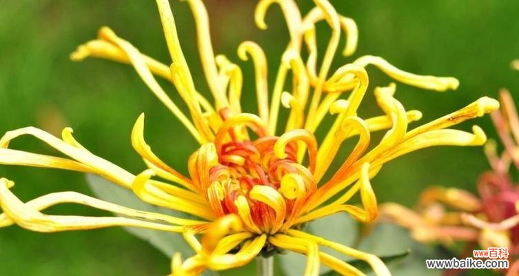 深度探究菊花代表的文化内涵及传统含义 菊花的象征意义与花语