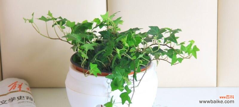 探寻常春藤的美丽与神秘 常春藤的花语