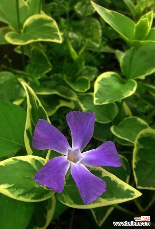 探寻常春藤的美丽与神秘 常春藤的花语