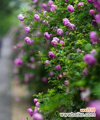 探寻蔷薇花背后的文化内涵 蔷薇花的寓意和象征