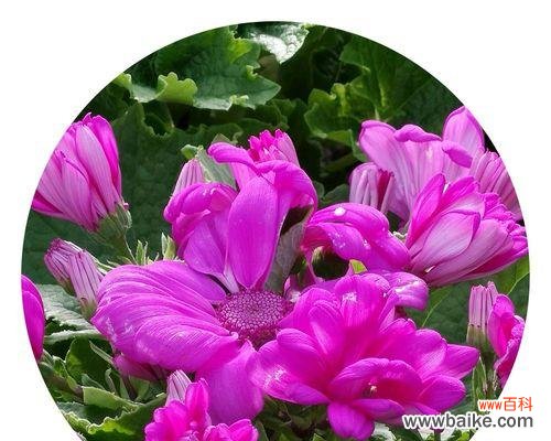 以自然之美迎接丰收与幸福 瓜叶菊花语，品味自然的温柔