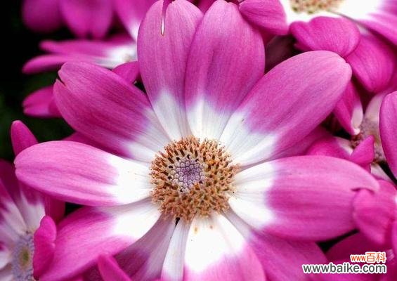 以自然之美迎接丰收与幸福 瓜叶菊花语，品味自然的温柔