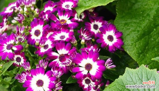 以自然之美迎接丰收与幸福 瓜叶菊花语，品味自然的温柔