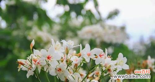 传递初恋的浪漫与美好 情窦初开——油桐花的花语