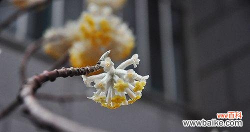 传承千年的爱情与希望 结香花语及其传说故事