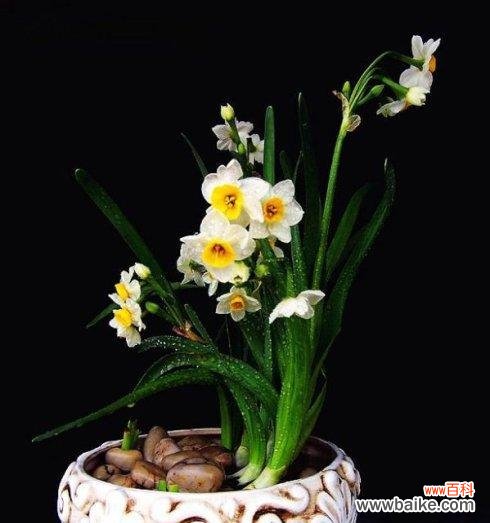 探索花卉背后的意义，了解水仙花的内涵 水仙花的花语和寓意