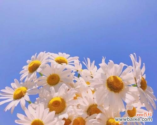 探究蓝色雏菊的深刻内涵，了解其寓意与象征 蓝色雏菊的花语与寓意