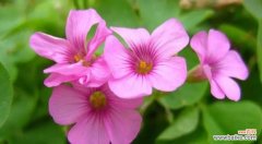 11月，走进大自然，体验绚烂花海的美丽 11月赏花指南——多彩秋天的花海