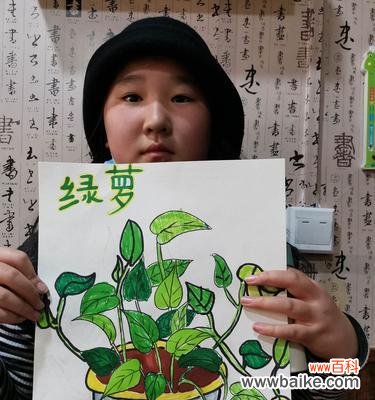 探寻绿萝的吉祥寓意和美丽故事 绿萝花语