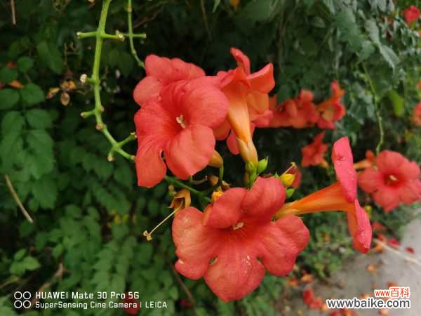 盆栽凌霄花的繁殖方法，需要每年都翻盆吗