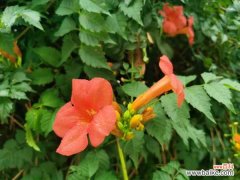 盆栽凌霄花的繁殖方法，需要每年都翻盆吗