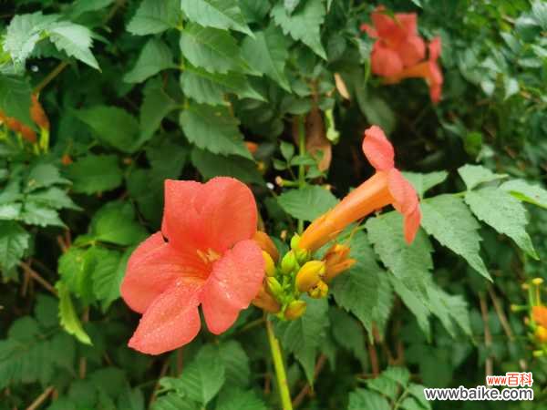盆栽凌霄花的繁殖方法，需要每年都翻盆吗