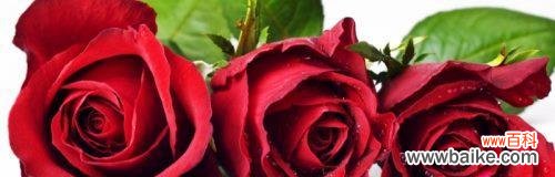 探索玫瑰花所代表的深刻涵义 玫瑰花的意义与象征