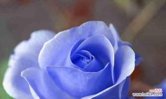 用花言语传递心意 玫瑰花的象征意义与传承