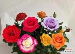 用11朵玫瑰花告诉你的爱人心意 11朵玫瑰花的花语