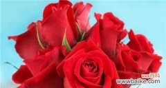 揭示玫瑰花背后的文化与象征 玫瑰花的深意