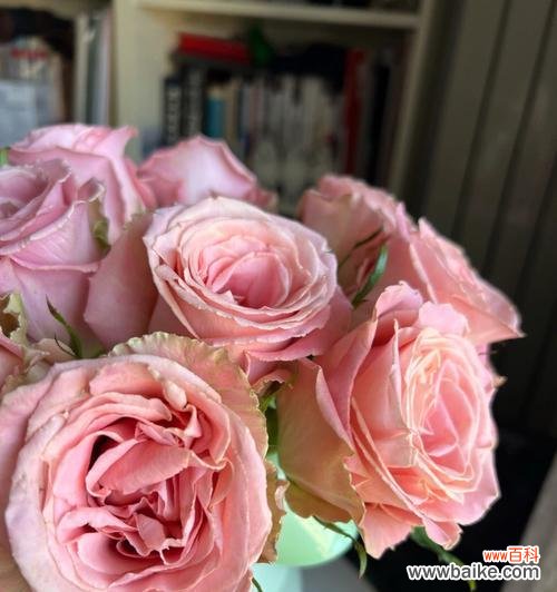 探索12朵玫瑰花所代表的情感与情感表达方式 玫瑰花的含义与象征