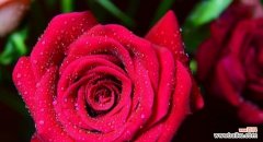 九朵玫瑰花传递着深刻的情感与祝福 九朵玫瑰花的含义——爱情、幸福与祝福