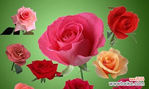 探寻玫瑰花的花语 32朵玫瑰花的花语之美丽与浪漫