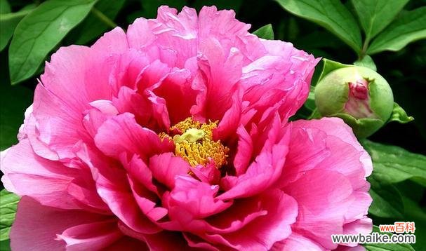 粉色牡丹花语有何含义？牡丹花的象征意义是什么？